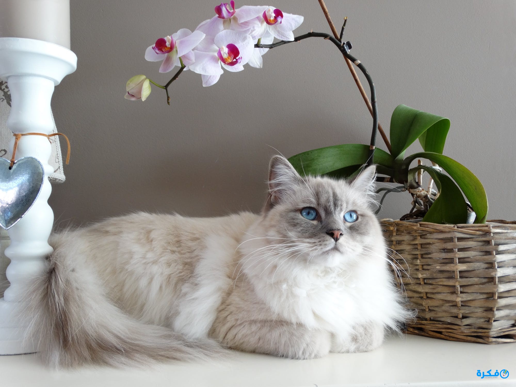 القط في الحلم