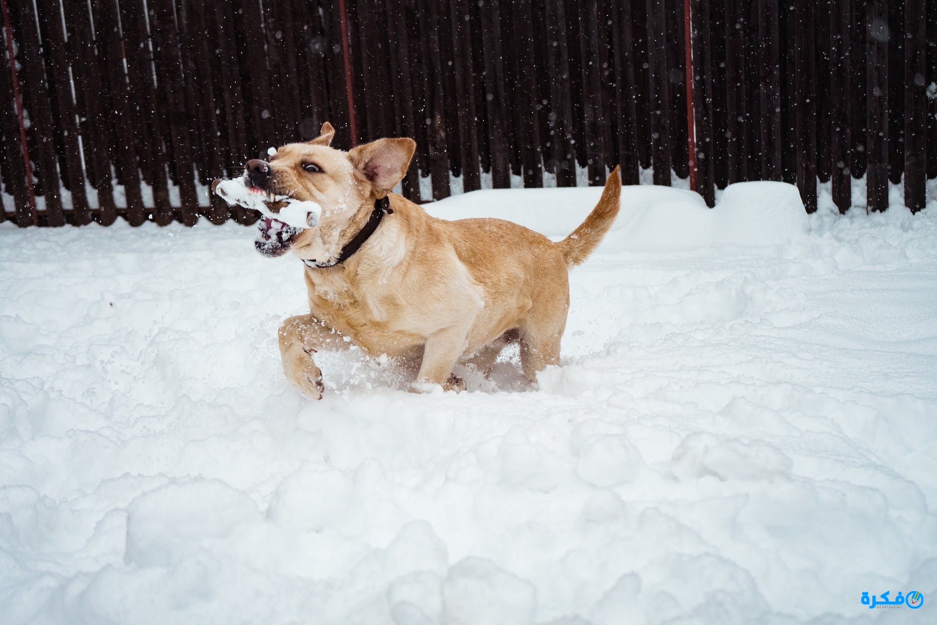 تفسير حلم عضه الكلب