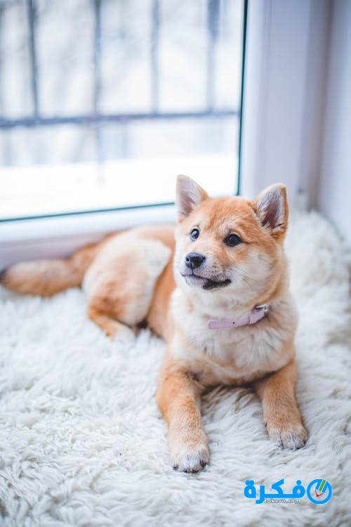 تفسير حلم صوت الكلاب