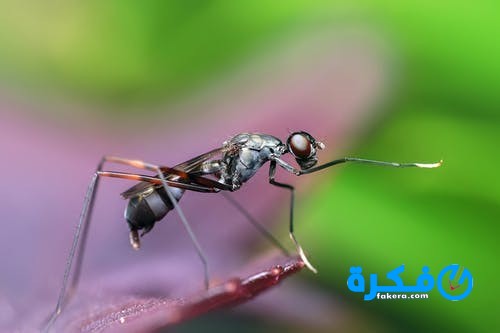 رؤية الناموس