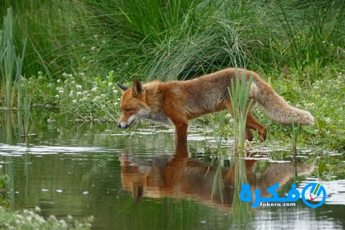 رؤية الثعلب