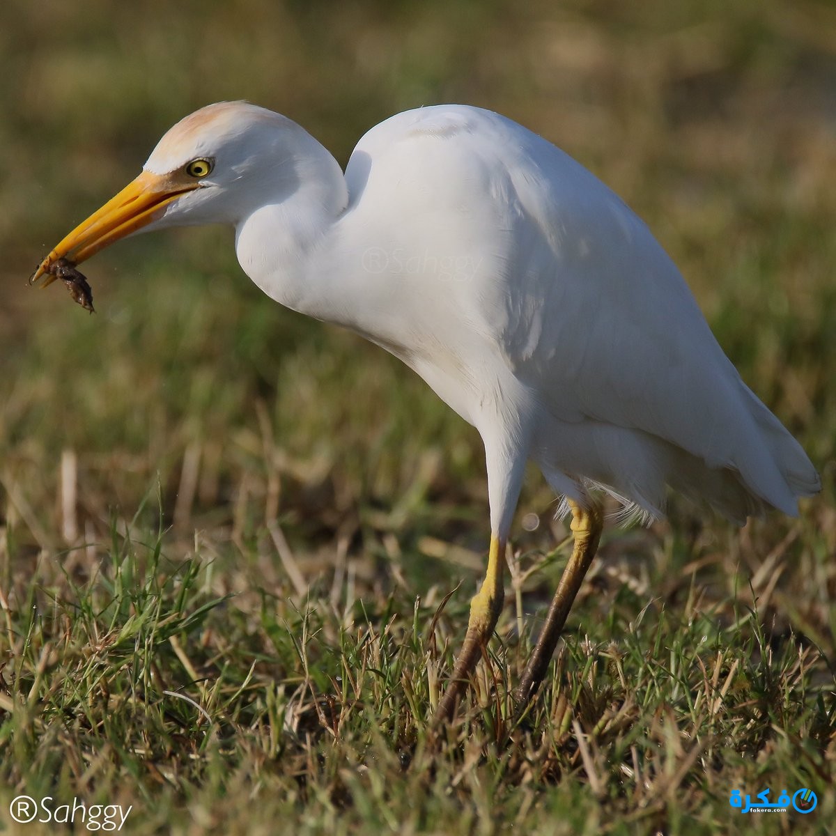 ما تفسير حلم رؤية أبو قردان 4 تفسير رؤية حلم أبو قردان