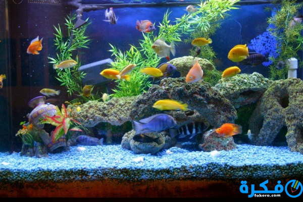 avoid contaminating aquarium 10556 2 1531257377