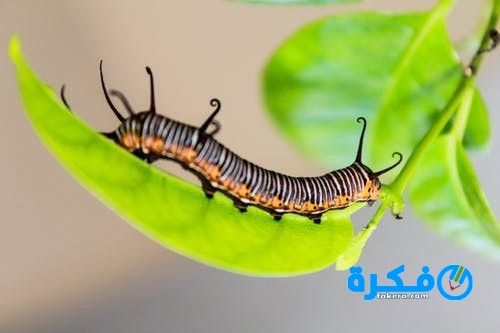تفسير رؤية الدود الملون في المنام