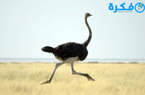 تفسير رؤية النعامة