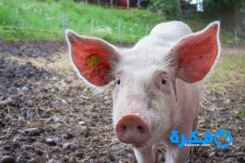 تفسير حلم رؤية الخنزير