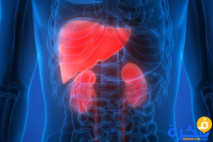 shutterstock 655694260kidney liver