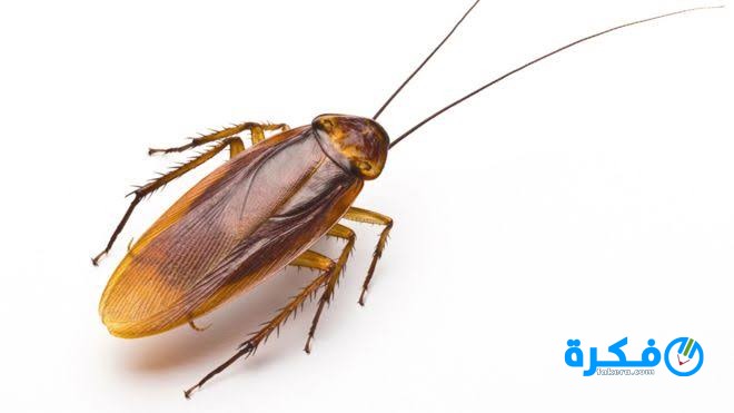 تفسير قتل الصراصير في المنام