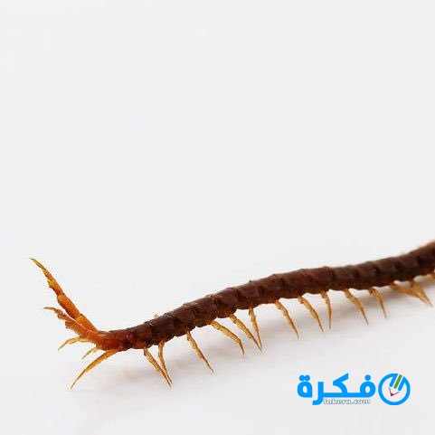 تفسير رؤية ام اربعه واربعين في المنام