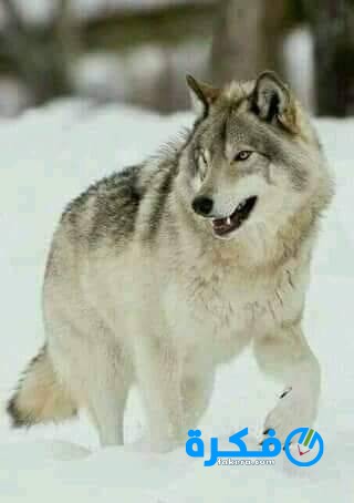 تفسير حلم الذئب لابن سيرين