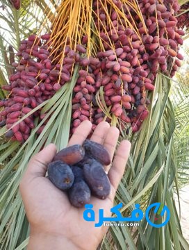 تفسير حلم شخص يعطيني تمر