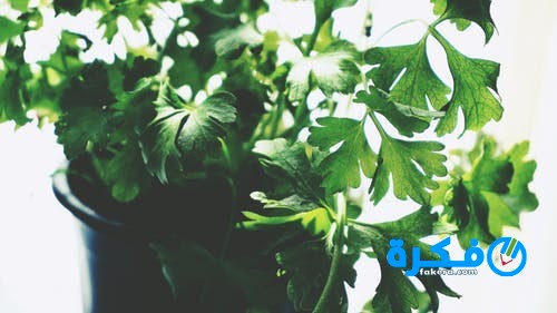 pexels photo 1746410