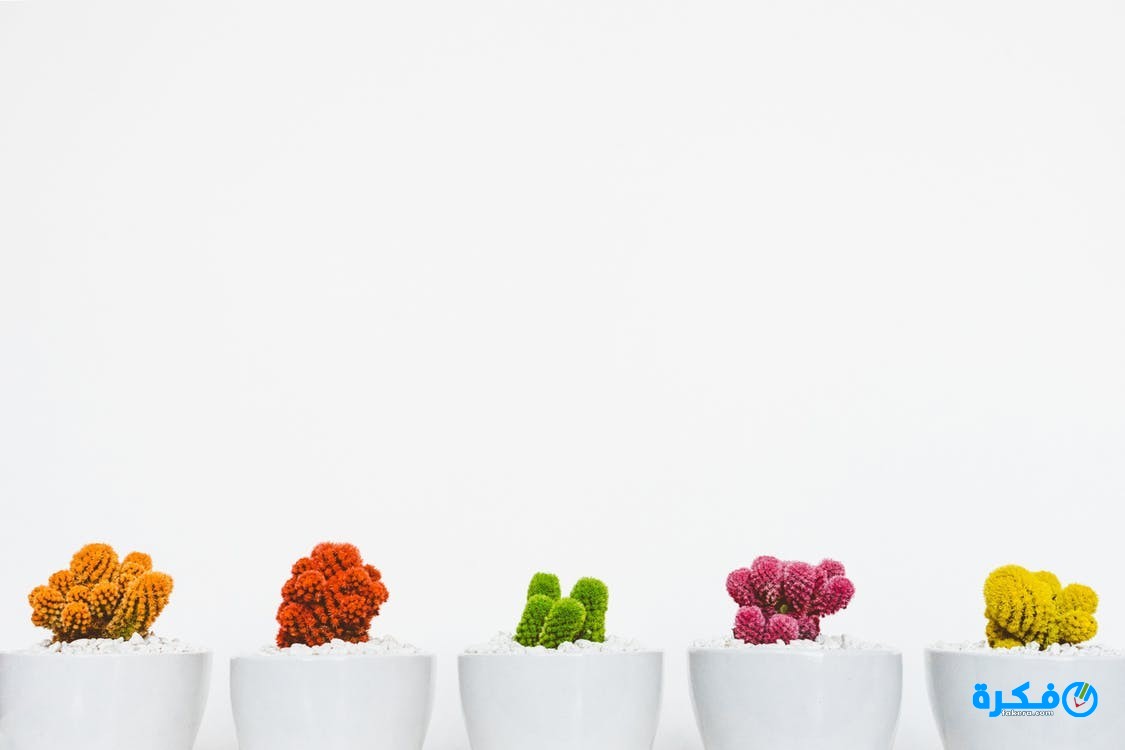 تفسير رؤية ماء الزهر في المنام