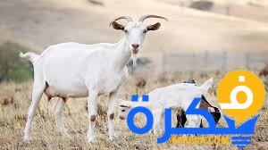 تفسير رؤية عضة الماعز في المنام