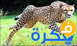 تفسير حلم رؤية الفهد