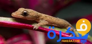 تفسير المنام بالبرص لابن سيرين 3 تفسير الحلم بالبرص