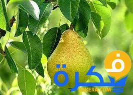 تفسير حلم رؤية الاجاص او الكمثرى في المنام 5 تفسير رؤية الاجاص