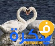 تفسير حلم البجعة