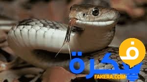 سلخ الثعبان في المنام