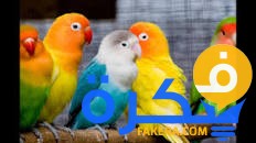 تفسير رؤية طائر الكروان في المنام