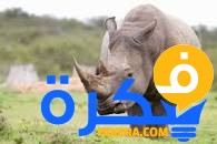 تفسير حلم رؤية وحيد القرن في المنام