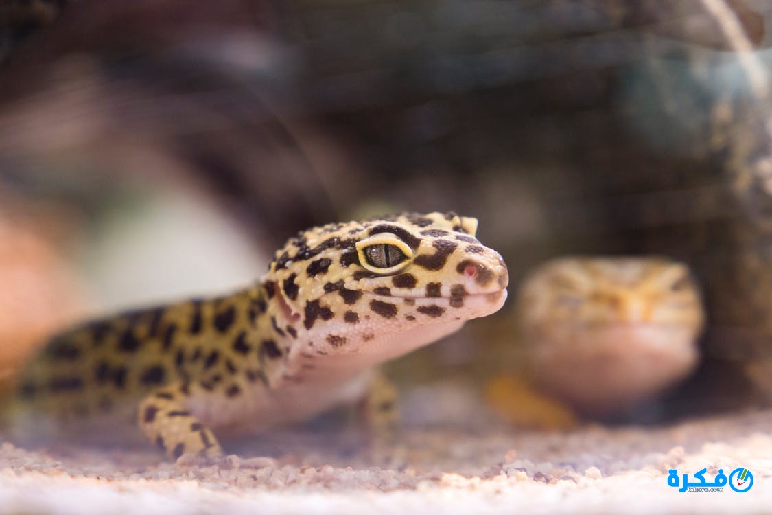 تفسير حلم الضاطور( الوزغ) في المنام