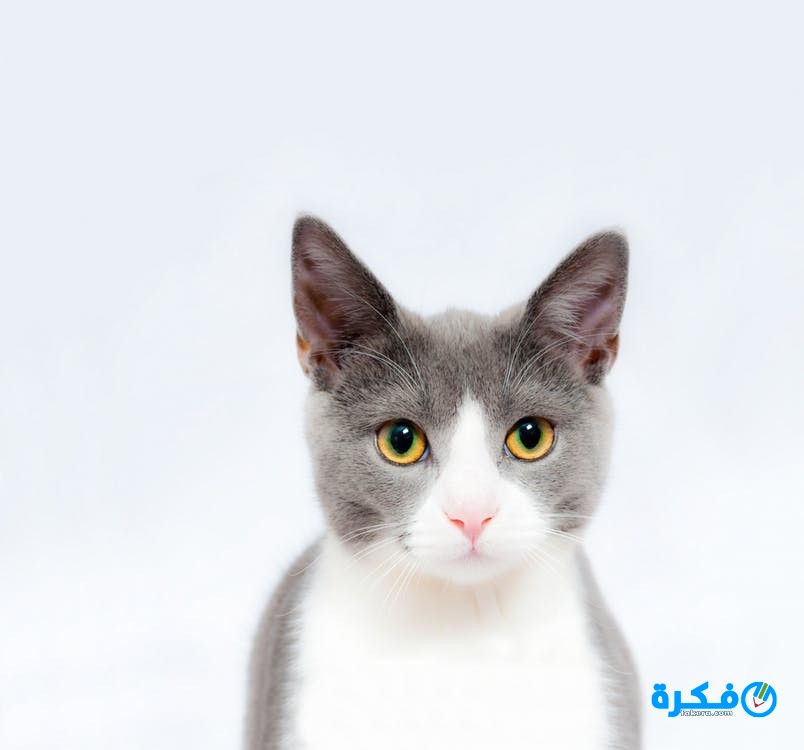 تفسير رؤية القطط الرمادية في المنام 2 تفسير رؤية القطط الرمادية في المنام