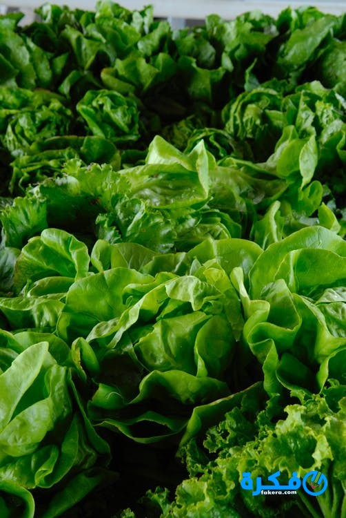 تفسير حلم الخس في المنام