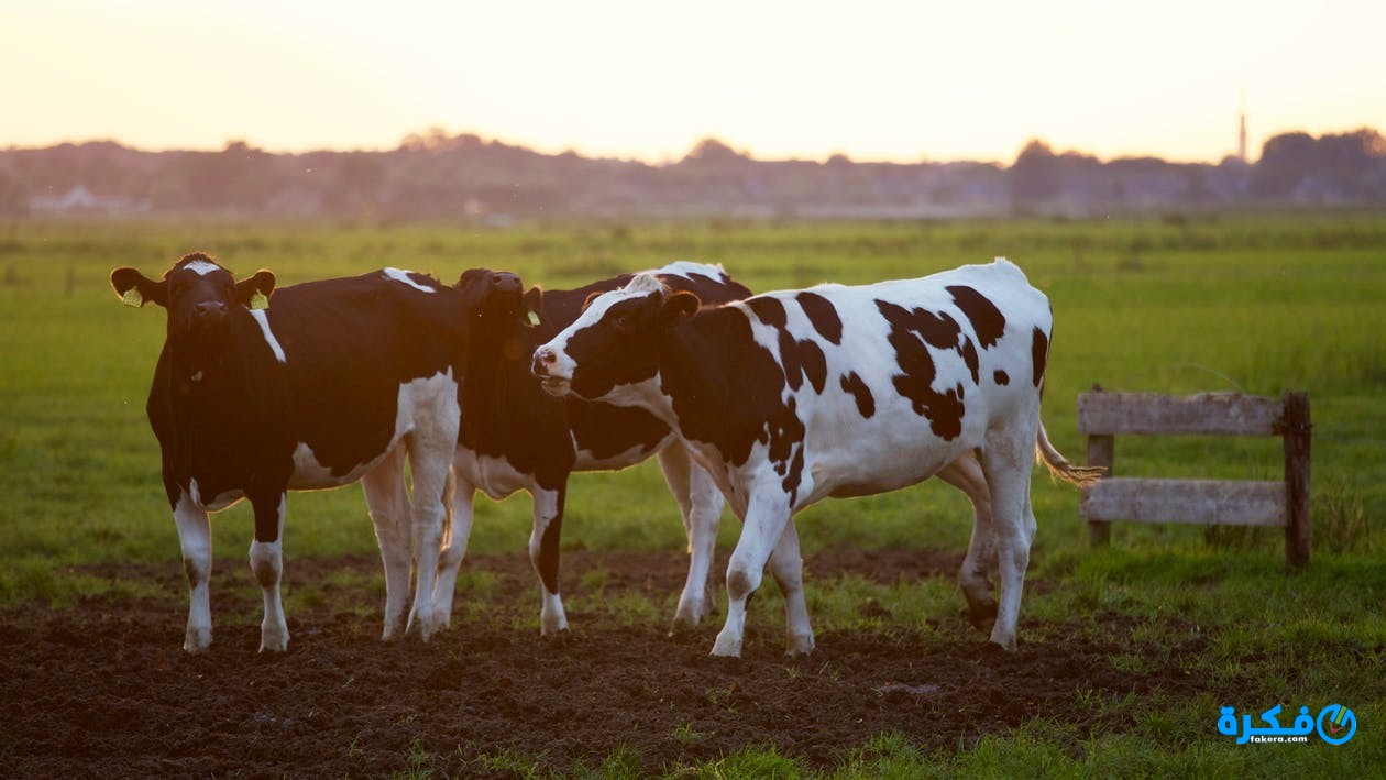 تفسير رؤية البقر الميت في المنام