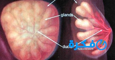 شرح خطوات العلاج والوقاية مرض تليف الثدي للنساء 18 اسباب تليف الثدى