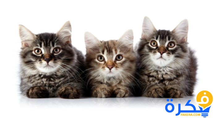 تفسير رؤية عضة القطة في المنام