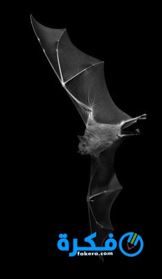 4b0482b60ac08d7ccda7ae2fa17b2c98