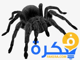 تفسير حلم رؤية العنكبوت الأسود في المنام 4 تفسير