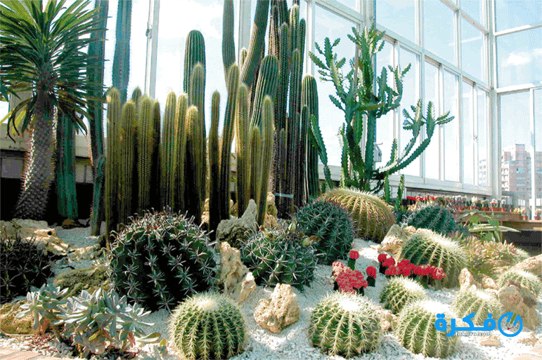 تفسير رؤية نبات الصبار