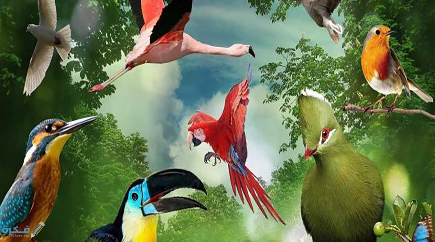 هل تعلم عن الطيور قصير للاذاعة المدرسية 2 image