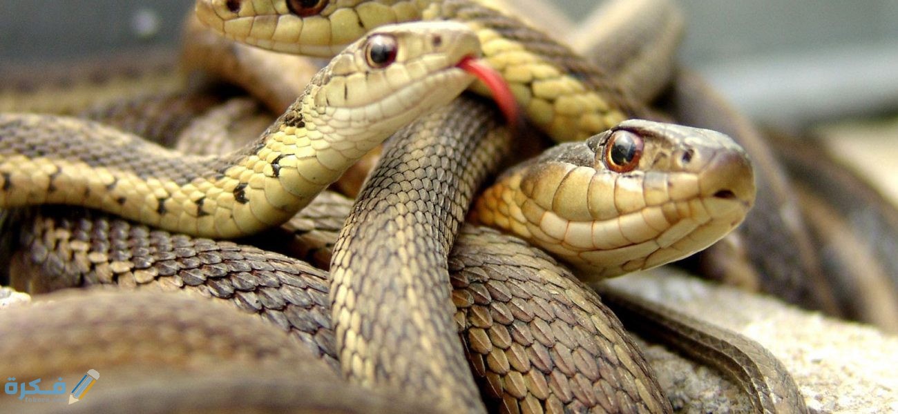 هل تعلم عن الثعابين للاذاعة المدرسية