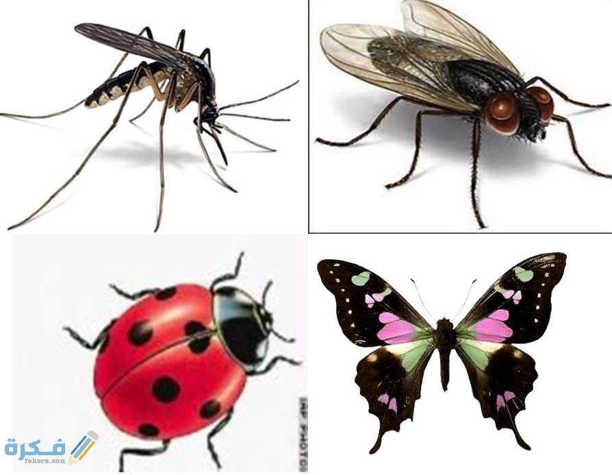 هل تعلم عن الحشرات للاذاعة المدرسية