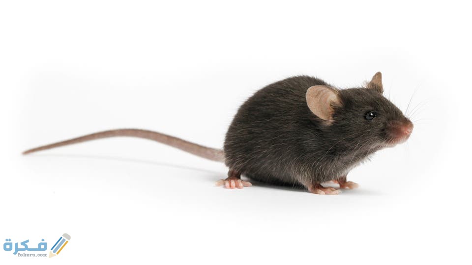 e5008983 a456 41aa b25f