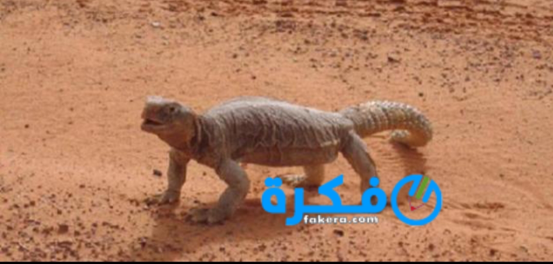 inbound4447058813023833204