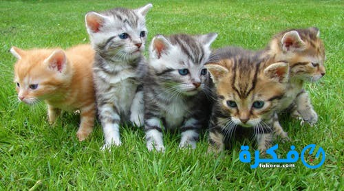 تفسير رؤية القطط لابن سيرين 5 تفسير