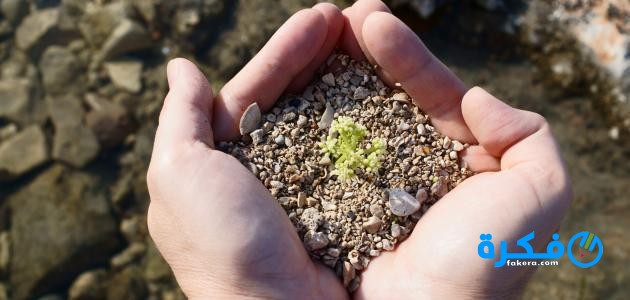 ما مفهوم الوطن