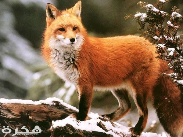 1151 3 or 1472464857