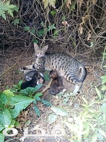 معلومات عن القط البري 3 220px Cats in the Garden