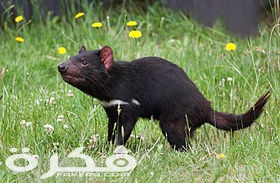 معلومات عن شيطان تسمانيا 4 280px Sarcophilus harrisii taranna