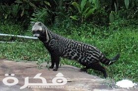 Civet