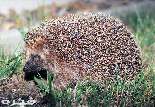 Igel01