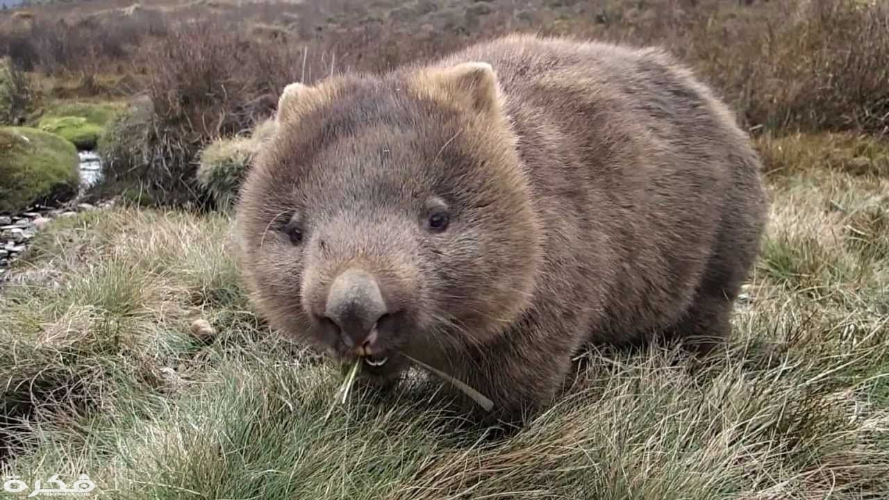 Wombats are fast runners. They can run 40 miles per hour but only for short distances.
