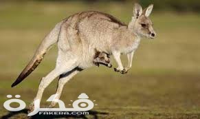 معلومات عن الكنغر 2 images 16