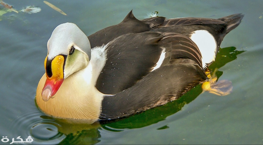 inbound1104396733990412408