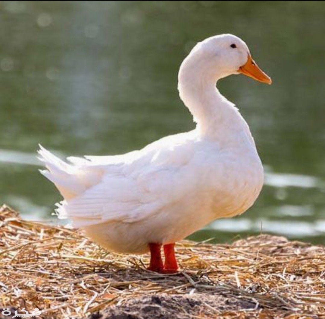 inbound2489122171682714100